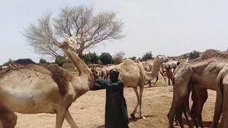 Camel Animal For Sale From Northern Nigeria and we Send to any part of Nigeria [upl. by Terle]