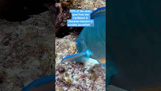 True story… parrotfish eat the coral and turn it into sand facts sea beach diving island ocean [upl. by Nawak]