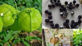 Grow Balloon Vine plant from seed  Heart seed full Information about Balloon Vine [upl. by Lennor]