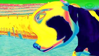 La Vaca Lola More Sphere Intro Special Effects [upl. by Range]