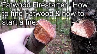 Fatwood Firestarter How to find Fatwood amp how to start a fire with it [upl. by Mcferren]