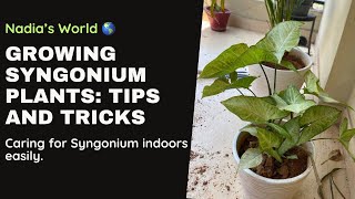 How to grow Syngonium plants  Syngonium is an Air purifying plant [upl. by Llemhar]