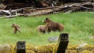 Danger nearby scares grizzly bears 20120623120127m2ts [upl. by Kurzawa27]