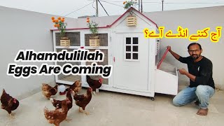 Alhamdulillah Eggs Are Coming My Lohmann Brown Chicken Start Laying Eggs [upl. by Naval]