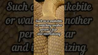 What is Ophidiophobia [upl. by Autrey]