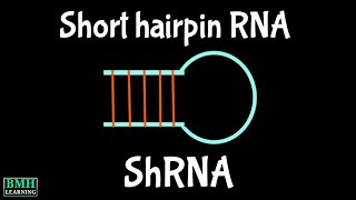 Short Hairpin RNA  shRNA  shRNA amp Gene silencing [upl. by Ursulina558]