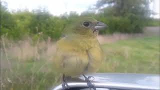 Hermoso ejemplar cantando  passerina ciris  a media carretera [upl. by Ayk]