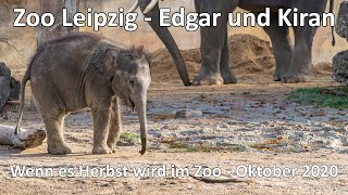 Unterwegs im Zoo Leipzig  Wenn es Herbst wird im Zoo  GoPro Hero 9 Black Footage  Sony A6600 [upl. by Eidur]