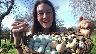 Colorful Eggsploration Raising Chickens for Egg Color [upl. by Ottinger]