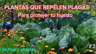 PLANTAS QUE REPELEN PLAGAS [upl. by Afira]