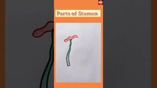 Parts of Stamen  Science  NCDrawing [upl. by Schargel]