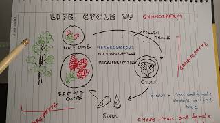 Life Cycle of Gymnosperm Gymnosperm Cycads Pinus [upl. by Newmann]