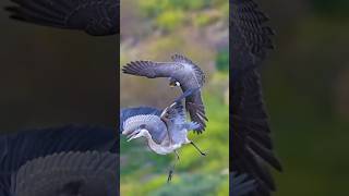 Fastest flying bird falcon attacking huntingshorts [upl. by Luba114]