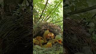 long tailed shrike bird babies P 8 short trendingshorts [upl. by Ashbaugh]