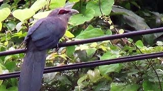 Greenbilled Malkoha Bird [upl. by Thurlow463]