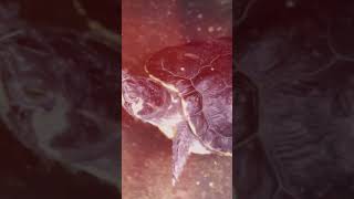 Las TORTUGAS buscan ser FELICES 🥰 curiosidades sabiasque datoscuriosos education fyp shorts [upl. by Punke]