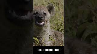 Hyenas The Sounds of Laughter Howls and More Wild Audio [upl. by Washburn]