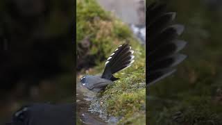 Mesmerizing Courtship Dance of the Fantail Flycatcher [upl. by Risley]