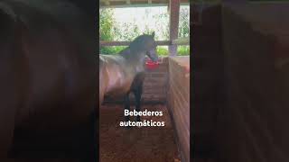 Bebederos automáticos para caballos [upl. by Rexfourd]