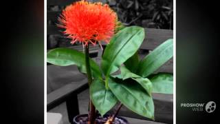 Haemanthus  garden plants [upl. by Darby]