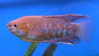 Banded gourami  Colisa fasciata [upl. by Helbonia801]