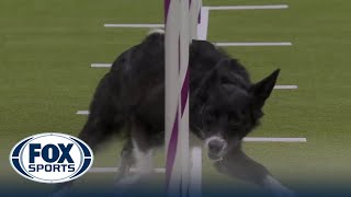 Vanish the Border Collie wins the 16quot class in the Masters Agility Championship  Westminster [upl. by Nerta]