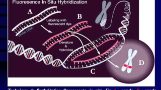 GENETIQUE Hybridation moléculaire et sondes [upl. by Eralcyram]