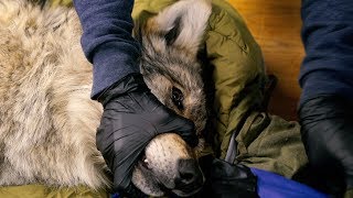 Counting Mexican Wolves [upl. by Ahders]