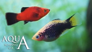 Aquascaping Lab  Platy fish Xiphophorus Maculatus technical sheet  scheda tecnica pesce [upl. by Erna]