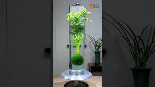 Indoor Plants  Hydroponics Plants Farming Family shorts hydroponicplants garden viral trend [upl. by Raimes]