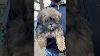 Shih Tzu Puppy Low Price pets dog shorts [upl. by El471]