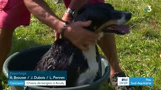 Concours de chiens de troupeau à Arudy [upl. by Herr181]