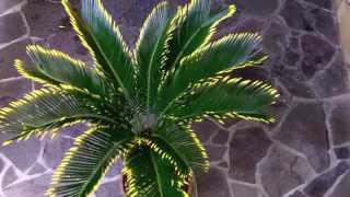 The golden sago palm Cycas revoluta v aurea [upl. by Carper993]