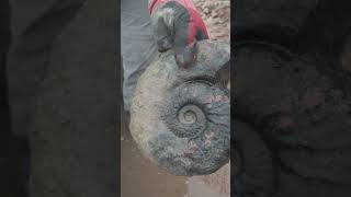 Ammonite Fossil Discovery 🫨🦖🦕🌿 [upl. by Taggart]