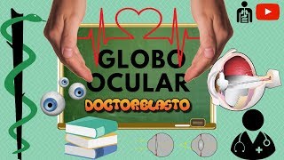 GLOBO OCULAR ANATOMÍA Y FISIOLOGÍA 13 [upl. by Eirojam]