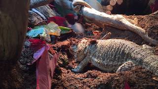 bearded dragon digs a burrow [upl. by Yennek]