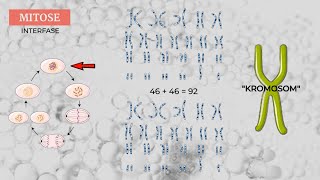 Mitose og meiose  Biologi 8 årgang [upl. by Nosirb]