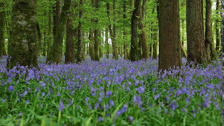 Forest Birdsong Nature SoundsRelaxing Woodland Bluebells Bird SoundsMeadow Ambience Birds Singing [upl. by Notlrak237]