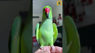 Talking Indian Ringneck Parrot [upl. by Mongeau901]