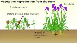 Vegetative Propagation in Plants [upl. by Hamirak314]