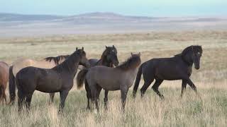 Free Stock Video  Wild horses mating amongst herd [upl. by Rivy]