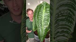 Anthurium Veitchii wide vs narrow [upl. by Seitz]