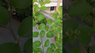 Bangladeshi plum Blooming plum trees plum plumtree bdplum blooming honeybee viralvideo [upl. by Georgette536]