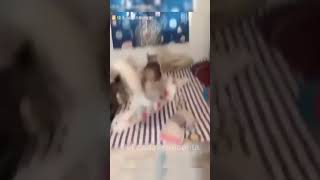 Los animales más graciosos 😂😺🙀🐶🙈 funny gatoschistosos catfunny gatosgracioso catvideos [upl. by Sseb]