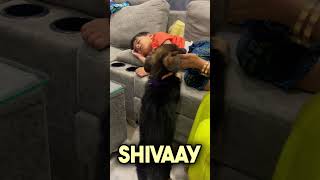 Our Zoey The German Shepherd Trying To wake up Shivaay German Shepherds Are Awesome shorts [upl. by Nnylesor]