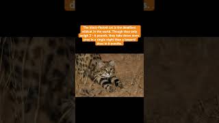 blackfooted cat is deadliest facts knowledge factshorts factsinhindi generalknowledge news [upl. by Kramer]