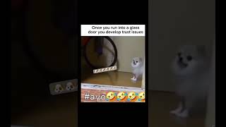 Dog’s trust issue with window glass😂😂😂 subscribe chihuahuatraining trending funny [upl. by Charis]