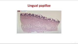 slides of lip and tounge [upl. by April]