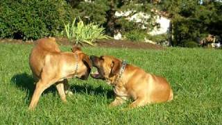 South African Boerboel playtime [upl. by Nwahsem888]