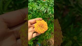 Banthi poola chettu flowers 🌿🌿🌿 [upl. by Ping430]